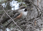 Bobolink 1 - Dolichonyx oryzivorus