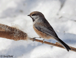Bobolink 1 - Dolichonyx oryzivorus