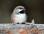 Bobolink 1 - Dolichonyx oryzivorus