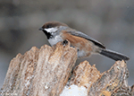Bobolink 1 - Dolichonyx oryzivorus