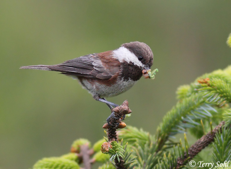 Chestnut-backed Chickadee - Poecile rufescens