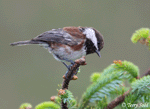 Chestnut-backed Chickadee - Poecile rufescens