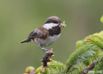 Chestnut-backed Chickadee - Poecile rufescens