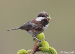 Chestnut-backed Chickadee - Poecile rufescens