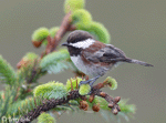 Chestnut-backed Chickadee - Poecile rufescens