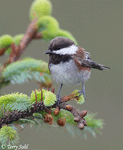 Chestnut-backed Chickadee - Poecile rufescens