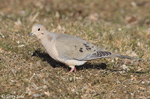 Mourning Dove 11 - Zenaida macroura