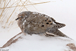 Mourning Dove 17 - Zenaida macroura