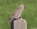 Mourning Dove 1 - Zenaida macroura