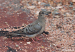 Mourning Dove 4 - Zenaida macroura