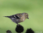 American Goldfinch - Spinus tristis
