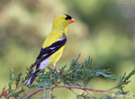 American Goldfinch - Spinus tristis
