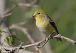 American Goldfinch - Spinus tristis