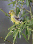 American Goldfinch - Spinus tristis