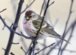 Common Redpoll 5 - Carduelis flammea