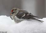 Common Redpoll 9 - Carduelis flammea
