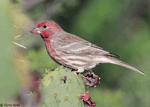 House Finch 15 - Haemorhous mexicanus