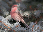 House Finch 1 - Haemorhous mexicanus