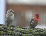 House Finch - Haemorhous mexicanus