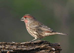 House Finch - Haemorhous mexicanus