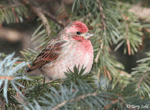 House Finch - Haemorhous mexicanus