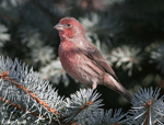 House Finch - Haemorhous mexicanus
