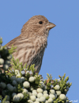 House Finch - Haemorhous mexicanus