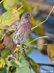 House Finch 9 - Haemorhous mexicanus