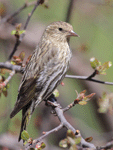 Pine Siskin - Carduelis pinus