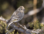 Pine Siskin - Carduelis pinus