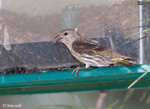 Pine Siskin - Carduelis pinus