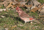 Purple Finch - Haemorhous purpureus