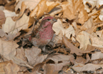 Purple Finch - Haemorhous purpureus