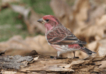 Purple Finch - Haemorhous purpureus