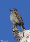 Dusky Flycatcher - Empidonax oberholseri