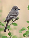 Dusky Flycatcher 2 - Empidonax oberholseri