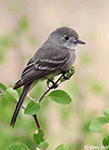 Dusky Flycatcher 3 - Empidonax oberholseri