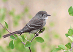 Dusky Flycatcher 4 - Empidonax oberholseri
