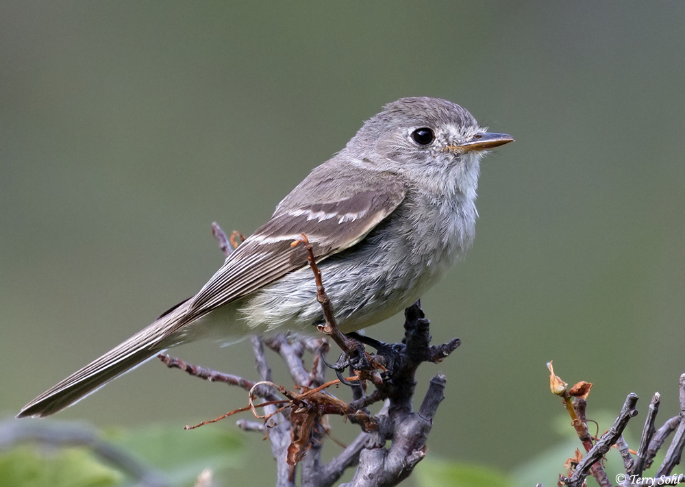 Dusky Flycatcher - Empidonax oberholseri