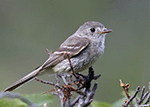 Dusky Flycatcher 5 - Empidonax oberholseri