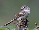 Dusky Flycatcher 6 - Empidonax oberholseri