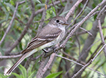 Dusky Flycatcher 7 - Empidonax oberholseri