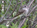 Dusky Flycatcher 8 - Empidonax oberholseri