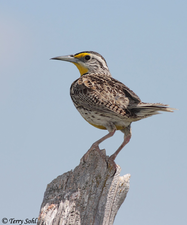 Eastern Meadowlark - Sturnella magna
