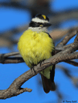 Great Kiskadee - Pitangus sulphuratus