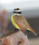 Great Kiskadee - Pitangus sulphuratus