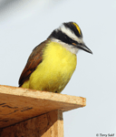 Great Kiskadee - Pitangus sulphuratus