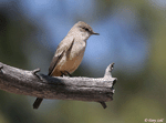 Say's Phoebe - Sayornis saya