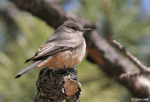 Say's Phoebe - Sayornis saya