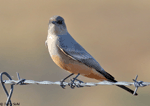 Say's Phoebe - Sayornis saya
